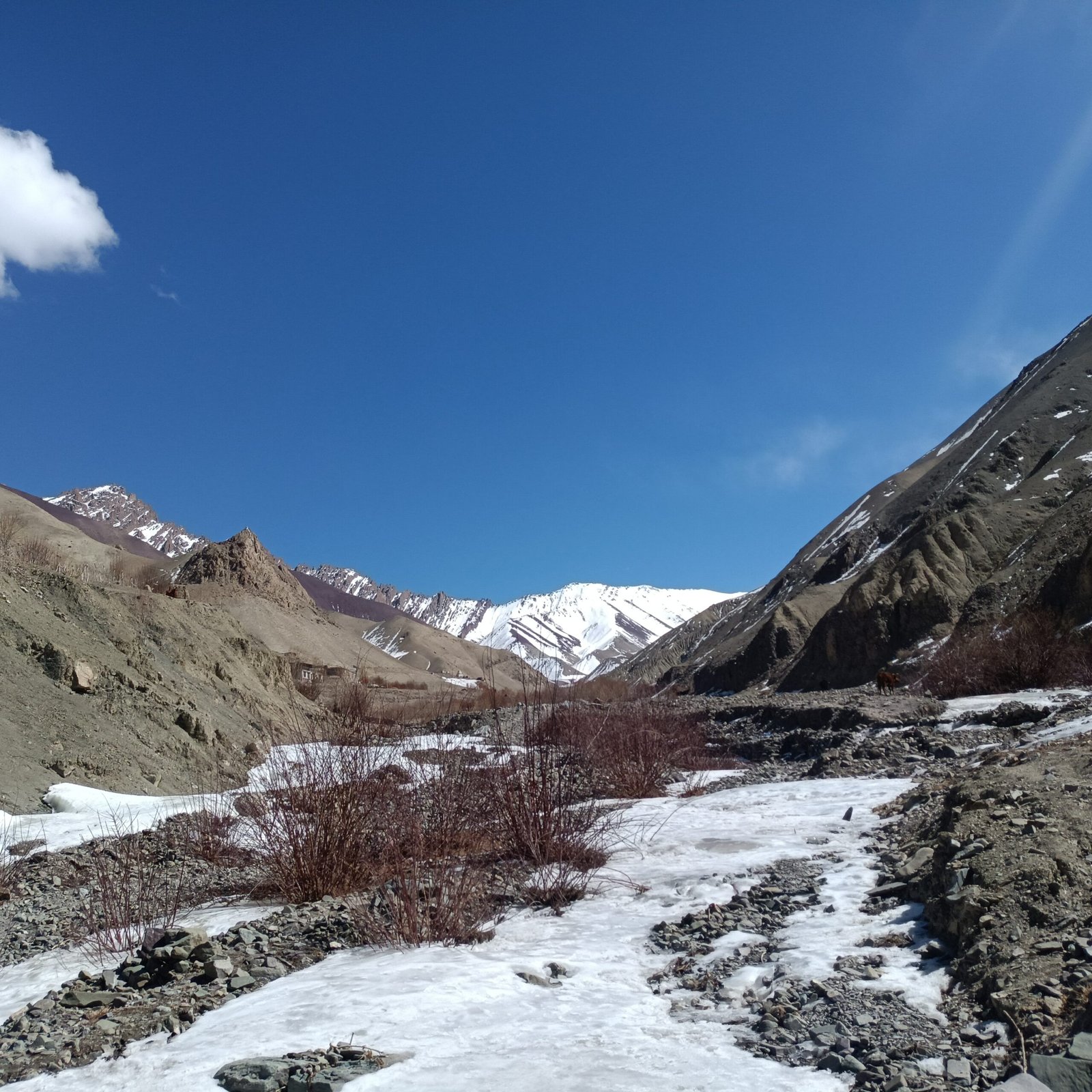 Extended Snow Leopard Search (Rumbak Base – 8–10+ Days)