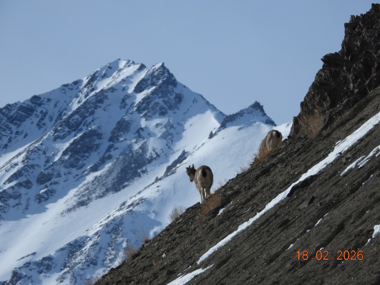 Standard Snow Leopard Search (Rumbak Base – 7 Days)