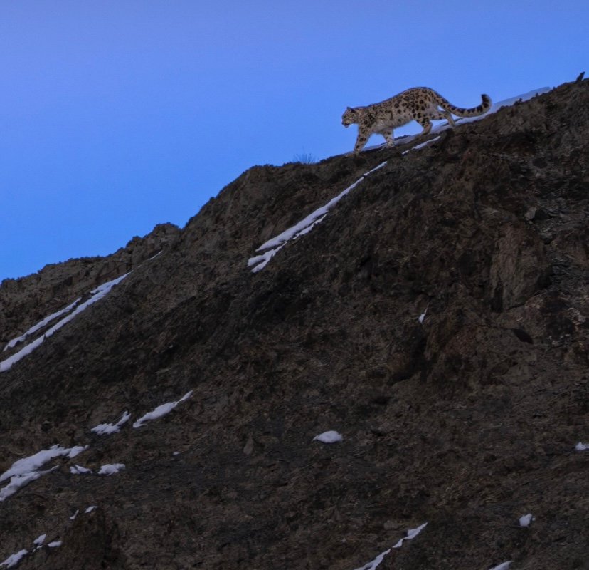 Snow Leopard Search Trek (Rumbak – Hemis National Park)